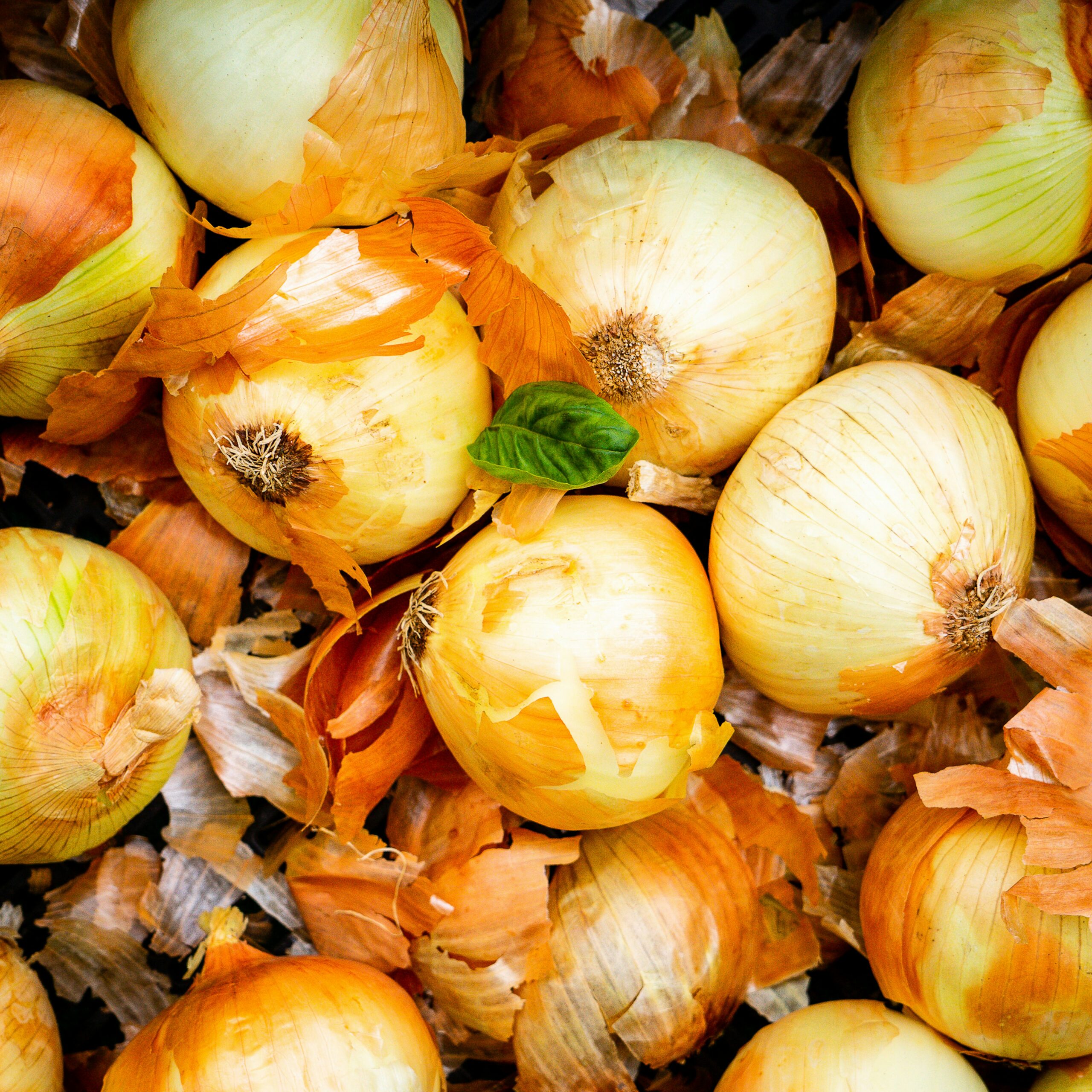 Onion